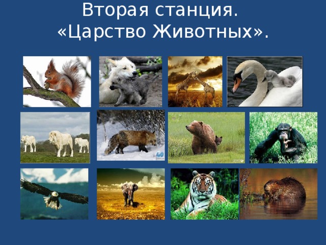 Вторая станция.  «Царство Животных».   