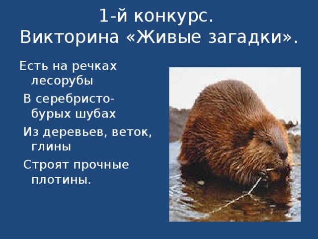 1-й конкурс.  Викторина «Живые загадки».   Есть на речках лесорубы  В серебристо-бурых шубах  Из деревьев, веток, глины  Строят прочные плотины. 