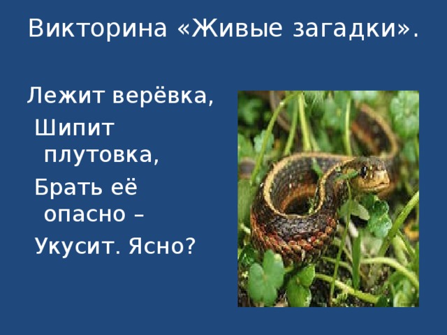 Викторина «Живые загадки».   Лежит верёвка,  Шипит плутовка,  Брать её опасно –  Укусит. Ясно? 