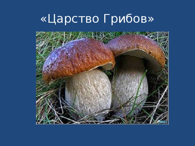 «Царство Грибов» 