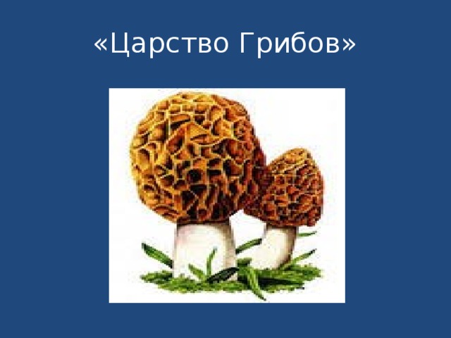 «Царство Грибов» 