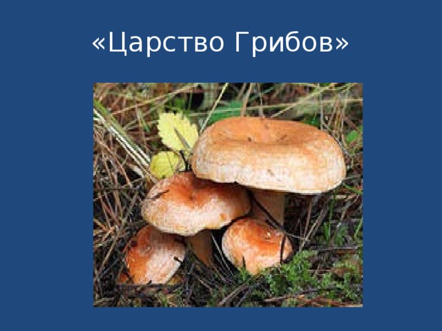 «Царство Грибов» 
