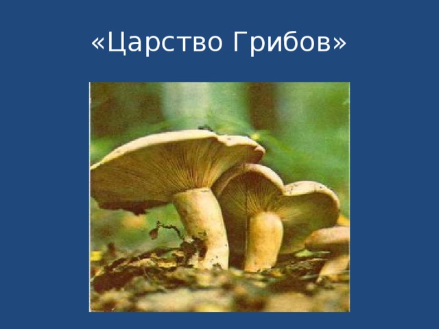 «Царство Грибов» 