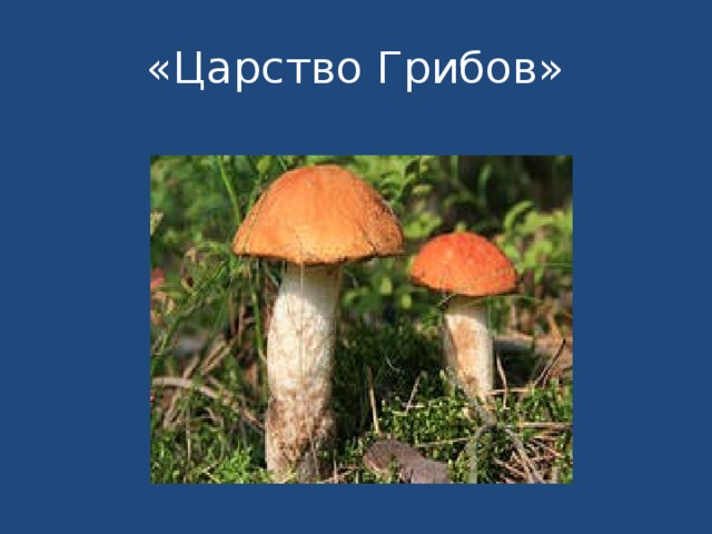 «Царство Грибов» 