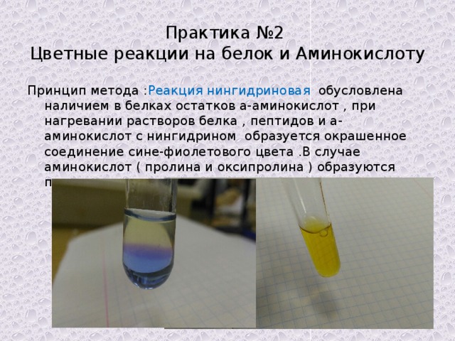 Практика №2  Цветные реакции на белок и Аминокислоту Принцип метода : Реакция нингидриновая обусловлена наличием в белках остатков а-аминокислот , при нагревании растворов белка , пептидов и а-аминокислот с нингидрином образуется окрашенное соединение сине-фиолетового цвета .В случае аминокислот ( пролина и оксипролина ) образуются продукты ярко-желтого цвета . 