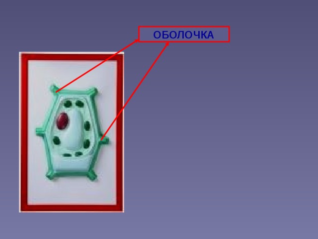 ОБОЛОЧКА 