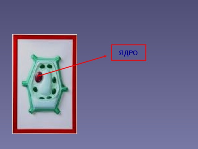 ЯДРО 