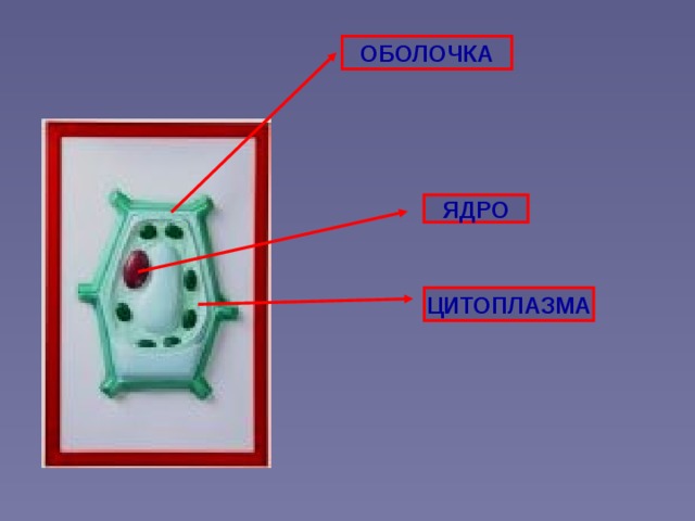 ОБОЛОЧКА ЯДРО ЦИТОПЛАЗМА 