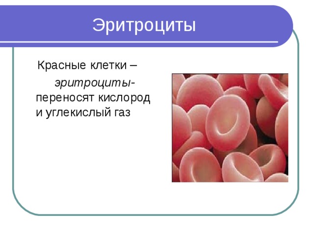  Красные клетки –   эритроциты- переносят кислород и углекислый газ 