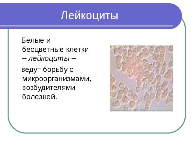  Белые и бесцветные клетки – лейкоциты –  ведут борьбу с микроорганизмами, возбудителями болезней. 