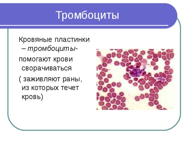  Кровяные пластинки – тромбоциты-  помогают крови сворачиваться  ( заживляют раны, из которых течет кровь) 