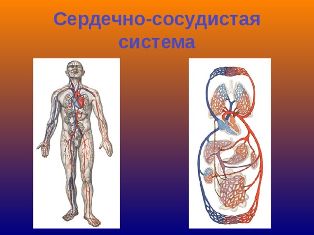 Сердечно-сосудистая система 