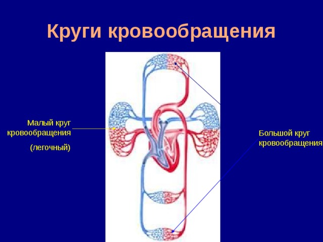 Круги кровообращения Малый круг кровообращения (легочный) Большой круг кровообращения 