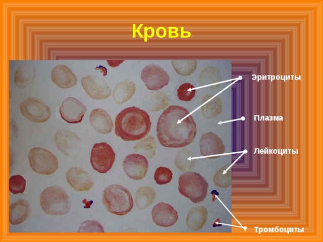 Кровь Эритроциты Плазма Лейкоциты Тромбоциты 