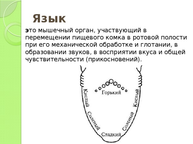 Язык э то мышечный орган, участвующий в перемещении пищевого комка в ротовой полости при его механической обработке и глотании, в образовании звуков, в восприятии вкуса и общей чувствительности (прикосновений). 