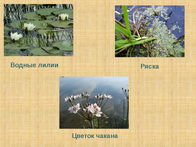 Водные лилии Ряска Цветок чакана 