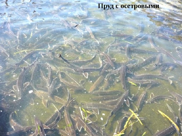 Пруд с осетровыми 