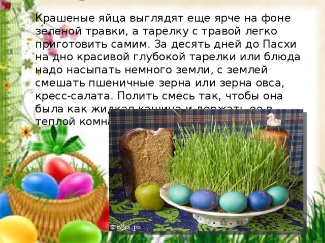 Крашеные яйца выглядят еще ярче на фоне зеленой травки, а тарелку с травой легко приготовить самим. За десять дней до Пасхи на дно красивой глубокой тарелки или блюда надо насыпать немного земли, с землей смешать пшеничные зерна или зерна овса, кресс-салата. Полить смесь так, что­бы она была как жидкая кашица и держать ее в теплой комна­те, время от времени поливая. 