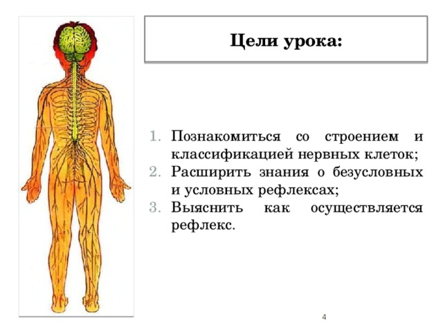  Цели урока:  Познакомиться со строением и классификацией нервных клеток; Расширить знания о безусловных и условных рефлексах; Выяснить как осуществляется рефлекс .  