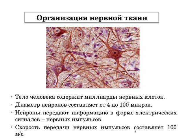 Организация нервной ткани Тело человека содержит миллиарды нервных клеток. Диаметр нейронов составляет от 4 до 100 микрон. Нейроны передают информацию в форме электрических сигналов – нервных импульсов. Скорость передачи нервных импульсов составляет 100 м/с.   