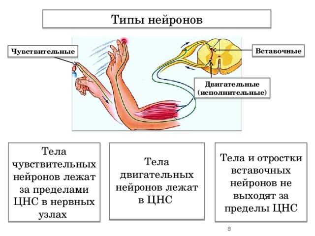 Типы нейронов Вставочные Чувствительные Двигательные (исполнительные) Тела чувствительных нейронов лежат за пределами ЦНС в нервных узлах Тела и отростки вставочных нейронов не выходят за пределы ЦНС Тела двигательных нейронов лежат в ЦНС Чувствительные нейроны передают нервный импульс от рецепторов в спинной и головной мозг. Двигательные нейроны передают нервные импульсы от спинного и головного мозга к мышцам и внутренним органам. Вставочные нейроны осуществляют связь между чувствительными и исполнительными нейронами.   
