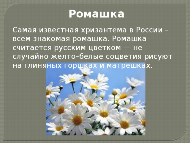 Ромашка Самая известная хризантема в России – всем знакомая ромашка. Ромашка считается русским цветком — не случайно желто–белые соцветия рисуют на глиняных горшках и матрешках.    