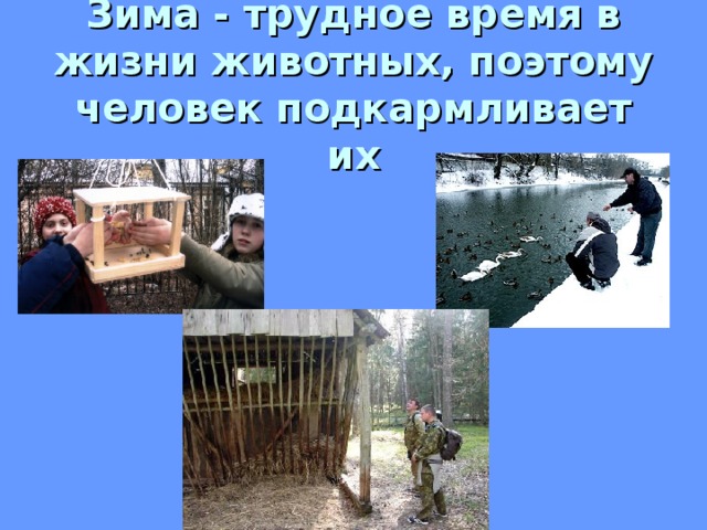 Зима - трудное время в жизни животных, поэтому человек подкармливает их 
