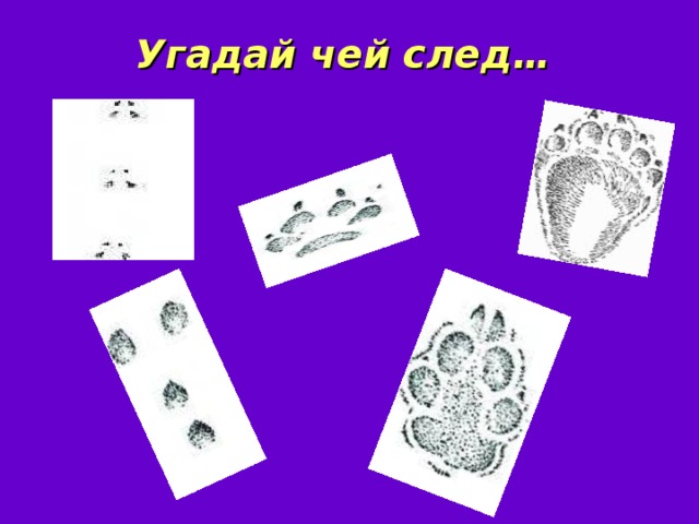 Угадай чей след…  