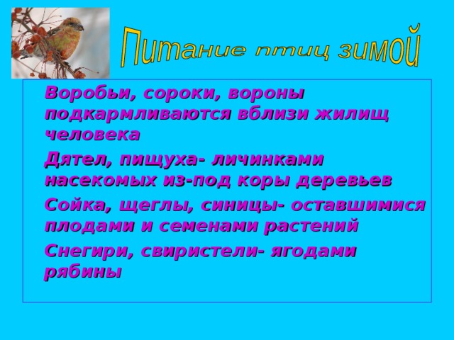 Воробьи, сороки, вороны подкармливаются вблизи жилищ человека Дятел, пищуха- личинками насекомых из-под коры деревьев Сойка, щеглы, синицы- оставшимися плодами и семенами растений Снегири, свиристели- ягодами рябины 