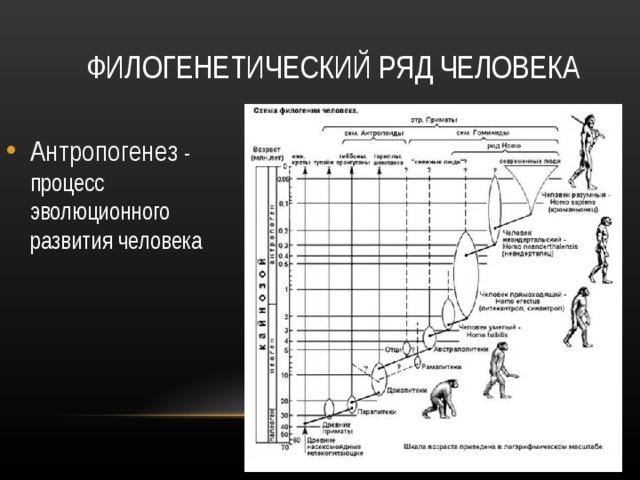 ФИЛОГЕНЕТИЧЕСКИЙ РЯД ЧЕЛОВЕКА Антропогенез - процесс эволюционного развития человека 