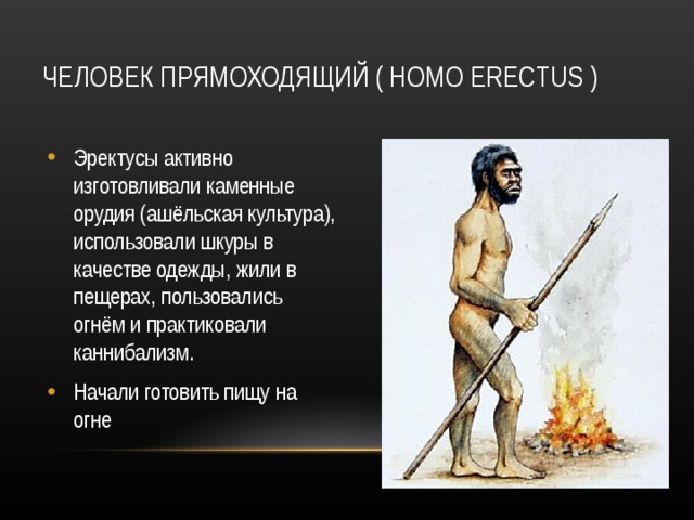 ЧЕЛОВЕК ПРЯМОХОДЯЩИЙ ( HOMO ERECTUS ) Эректусы активно изготовливали каменные орудия (ашёльская культура), использовали шкуры в качестве одежды, жили в пещерах, пользовались огнём и практиковали каннибализм. Начали готовить пищу на огне 