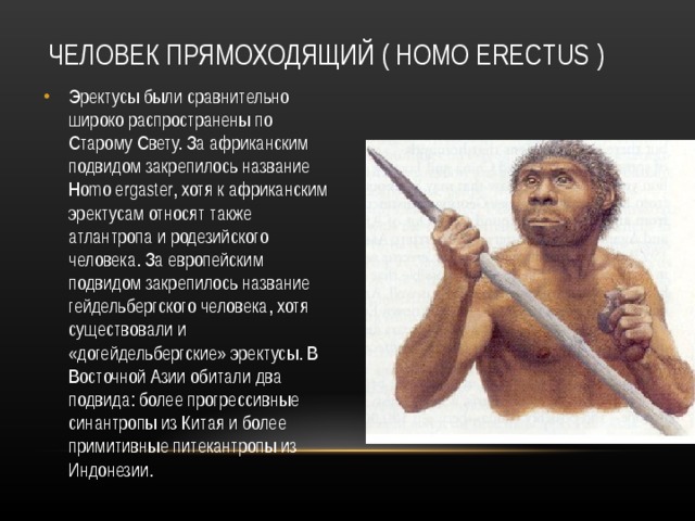 ЧЕЛОВЕК ПРЯМОХОДЯЩИЙ ( HOMO ERECTUS ) Эректусы были сравнительно широко распространены по Старому Свету. За африканским подвидом закрепилось название Homo ergaster, хотя к африканским эректусам относят также атлантропа и родезийского человека. За европейским подвидом закрепилось название гейдельбергского человека, хотя существовали и «догейдельбергские» эректусы. В Восточной Азии обитали два подвида: более прогрессивные синантропы из Китая и более примитивные питекантропы из Индонезии. 