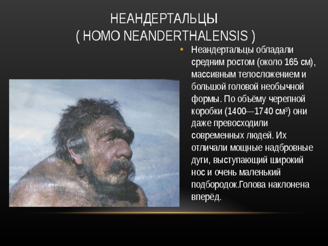НЕАНДЕРТАЛЬЦЫ  ( HOMO NEANDERTHALENSIS ) Неандертальцы обладали средним ростом (около 165 см), массивным телосложением и большой головой необычной формы. По объёму черепной коробки (1400—1740 см³) они даже превосходили современных людей. Их отличали мощные надбровные дуги, выступающий широкий нос и очень маленький подбородок.Голова наклонена вперёд. 