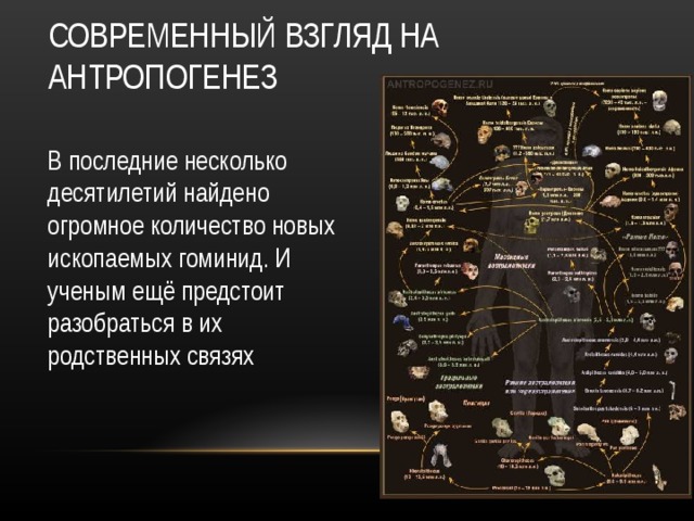 СОВРЕМЕННЫЙ ВЗГЛЯД НА АНТРОПОГЕНЕЗ В последние несколько десятилетий найдено огромное количество новых ископаемых гоминид. И ученым ещё предстоит разобраться в их родственных связях 