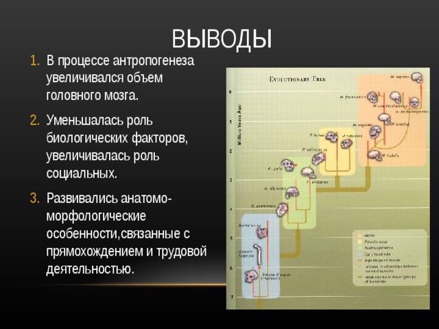 ВЫВОДЫ В процессе антропогенеза увеличивался объем головного мозга. Уменьшалась роль биологических факторов, увеличивалась роль социальных. Развивались анатомо-морфологические особенности,связанные с прямохождением и трудовой деятельностью. 