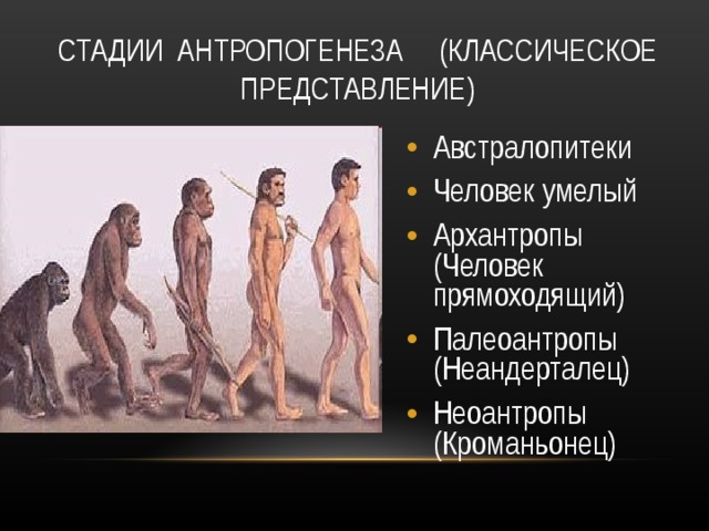 СТАДИИ АНТРОПОГЕНЕЗА (КЛАССИЧЕСКОЕ ПРЕДСТАВЛЕНИЕ) Австралопитеки Человек умелый Архантропы (Человек прямоходящий) Палеоантропы (Неандерталец) Неоантропы (Кроманьонец) 