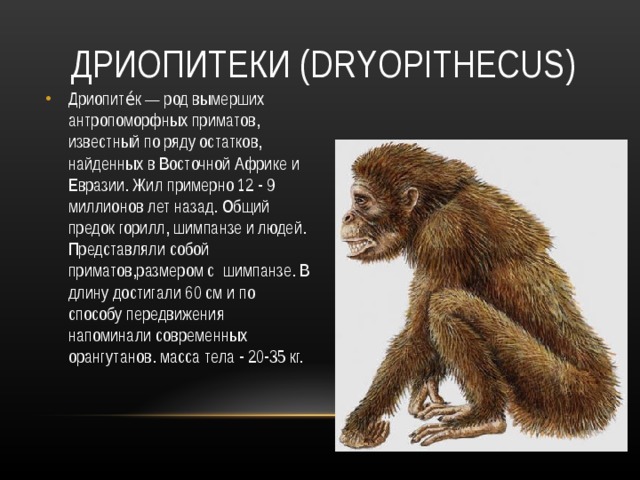 ДРИОПИТЕКИ ( DRYOPITHECUS ) Дриопите́к — род вымерших антропоморфных приматов, известный по ряду остатков, найденных в Восточной Африке и Евразии. Жил примерно 12 - 9 миллионов лет назад. Общий предок горилл, шимпанзе и людей. Представляли собой приматов,размером с шимпанзе. В длину достигали 60 см и по способу передвижения напоминали современных орангутанов. масса тела - 20-35 кг.  