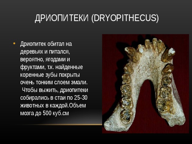 ДРИОПИТЕКИ ( DRYOPITHECUS ) Дриопитек обитал на деревьях и питался, вероятно, ягодами и фруктами, т.к. найденные коренные зубы покрыты очень тонким слоем эмали.  Чтобы выжить, дриопитеки собирались в стаи по 25-30 животных в каждой.Объем мозга до 500 куб.см 