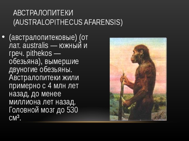 АВСТРАЛОПИТЕКИ ( AUSTRALOPITHECUS AFARENSIS ) (австралопитековые) (от лат. australis — южный и греч. pithekos — обезьяна), вымершие двуногие обезьяны. Австралопитеки жили примерно с 4 млн лет назад, до менее миллиона лет назад. Головной мозг до 530 см³. 