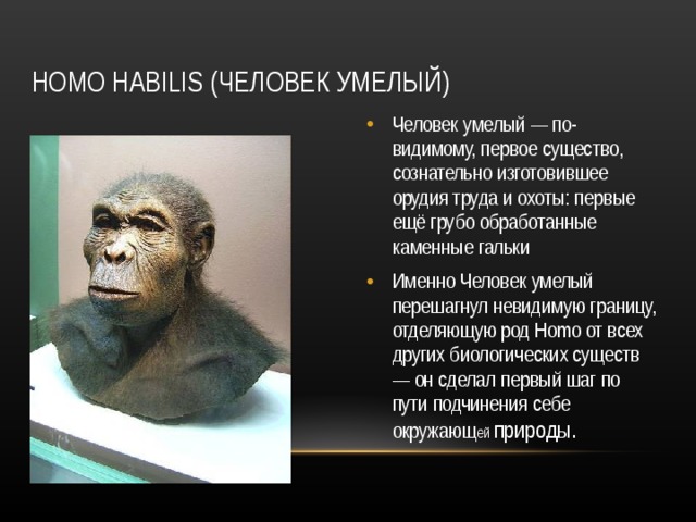 HOMO HABILIS ( ЧЕЛОВЕК УМЕЛЫЙ) Человек умелый — по-видимому, первое существо, сознательно изготовившее орудия труда и охоты: первые ещё грубо обработанные каменные гальки Именно Человек умелый перешагнул невидимую границу, отделяющую род Homo от всех других биологических существ — он сделал первый шаг по пути подчинения себе окружающ ей природы.  