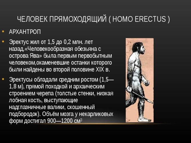 ЧЕЛОВЕК ПРЯМОХОДЯЩИЙ ( HOMO ERECTUS ) АРХАНТРОП Эректус жил от 1,5 до 0,2 млн. лет назад.«Человекообразная обезьяна с острова Ява» была первым первобытным человеком,окаменевшие останки которого были найдены во второй половине XIX в. Эректусы обладали средним ростом (1,5—1,8 м), прямой походкой и архаическим строением черепа (толстые стенки, низкая лобная кость, выступающие надглазничные валики, скошенный подбородок). Объём мозга у некарликовых форм достигал 900—1200 см³ 