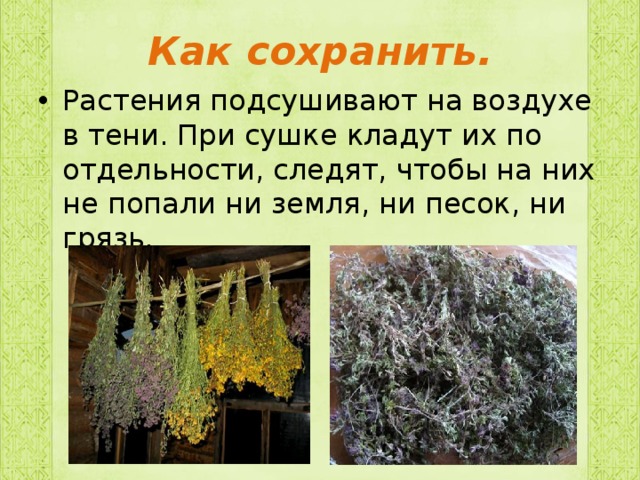 Как сохранить. Растения подсушивают на воздухе в тени. При сушке кладут их по отдельности, следят, чтобы на них не попали ни земля, ни песок, ни грязь. 