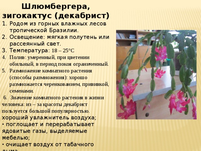 Шлюмбергера, зигокактус (декабрист) Родом из горных влажных лесов тропической Бразилии. Освещение: мягкая полутень или рассеянный свет. Температура: 18 – 25°С Полив: умеренный, при цветении обильный, в период покоя ограниченный. Размножение комнатного растения (способы размножения): хорошо размножается черенкованием, прививкой, семенами.  6. Значение комнатного растения в жизни человека: из – за красоты декабрист пользуется большой популярностью. хороший увлажнитель воздуха; · поглощает и перерабатывает ядовитые газы, выделяемые мебелью; · очищает воздух от табачного дыма 