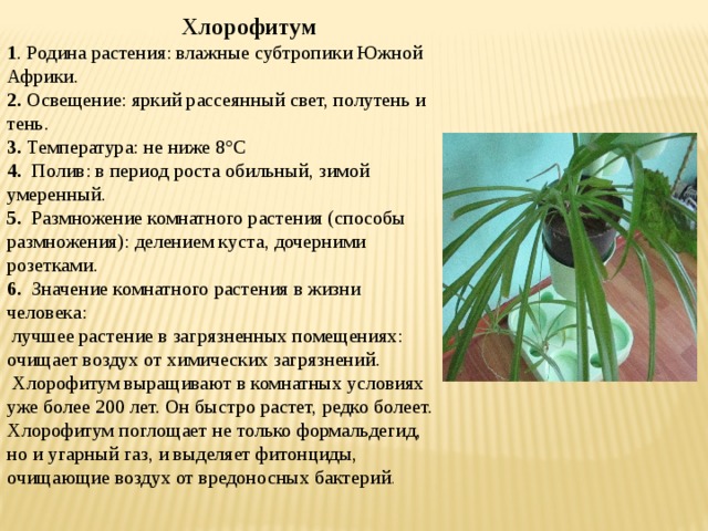  Хлорофитум 1 . Родина растения: влажные субтропики Южной Африки. 2. Освещение: яркий рассеянный свет, полутень и тень. 3. Температура: не ниже 8°С 4.   Полив: в период роста обильный, зимой умеренный. 5.   Размножение комнатного растения (способы размножения): делением куста, дочерними розетками. 6.   Значение комнатного растения в жизни человека:  лучшее растение в загрязненных помещениях: очищает воздух от химических загрязнений.   Хлорофитум выращивают в комнатных условиях уже более 200 лет. Он быстро растет, редко болеет. Хлорофитум поглощает не только формальдегид, но и угарный газ, и выделяет фитонциды, очищающие воздух от вредоносных бактерий . 
