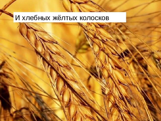 И хлебных жёлтых колосков 