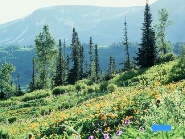 Алтай 