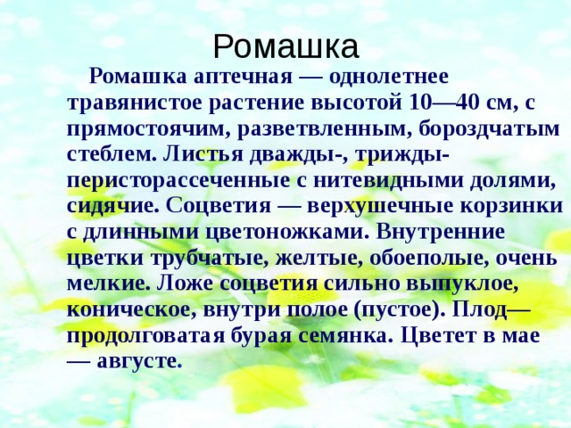 Ромашка Ромашка аптечная — однолетнее травянистое растение высотой 10—40 см, с прямостоячим, разветвленным, бороздчатым стеблем. Листья дважды-, трижды- перисторассеченные с нитевидными долями, сидячие. Соцветия — верхушечные корзинки с длинными цветоножками. Внутренние цветки трубчатые, желтые, обоеполые, очень мелкие. Ложе соцветия сильно выпуклое, коническое, внутри полое (пустое). Плод—продолговатая бурая семянка. Цветет в мае — августе . 