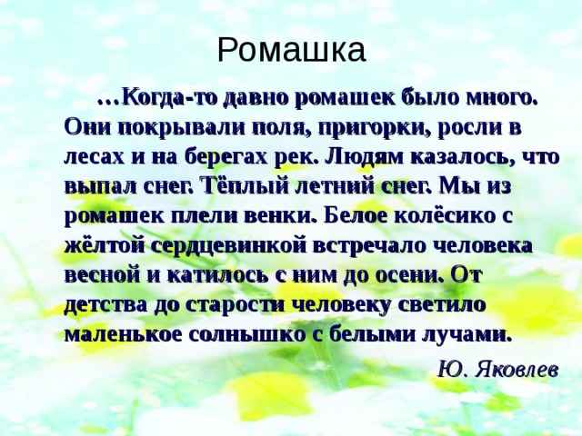 Ромашка … Когда-то давно ромашек было много. Они покрывали поля, пригорки, росли в лесах и на берегах рек. Людям казалось, что выпал снег. Тёплый летний снег. Мы из ромашек плели венки. Белое колёсико с жёлтой сердцевинкой встречало человека весной и катилось с ним до осени. От детства до старости человеку светило маленькое солнышко с белыми лучами.  Ю. Яковлев  