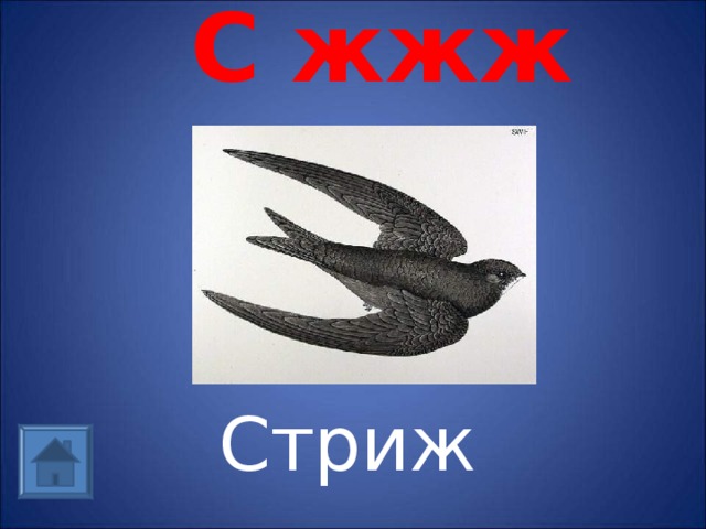 С жжж Стриж 