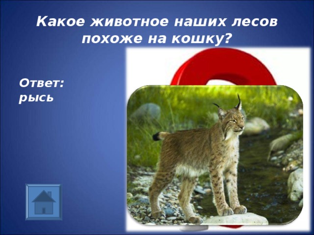 Какое животное наших лесов похоже на кошку? Ответ:  рысь 